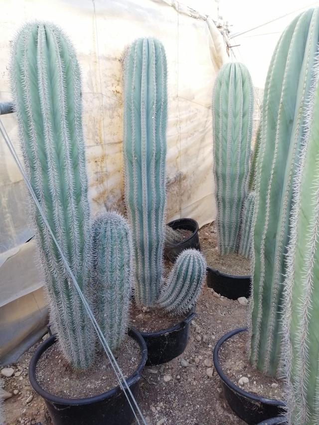 Cactus Pringles Exterior